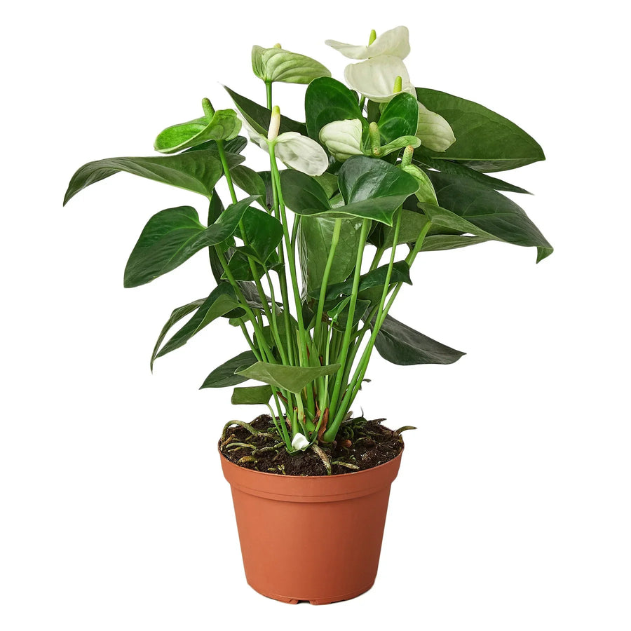 Potted plant with white flowers and green leaves on a white background