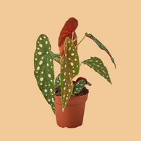 Potted plant with green leaves and red flower on a peach background from House of Agave.