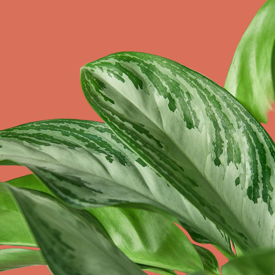Close-up of green leaves with white veins on a terracotta background from House of Agave.