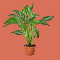 Potted green plant on a terracotta background from House of Agave.