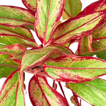 Aglaonema ‘Red Siam’