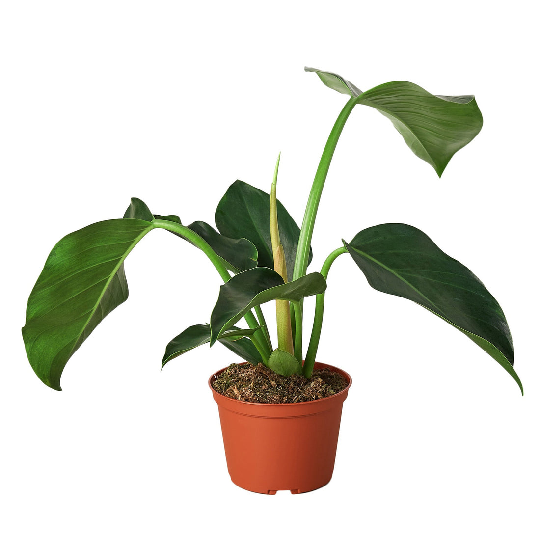 Potted plant with green leaves on a white background