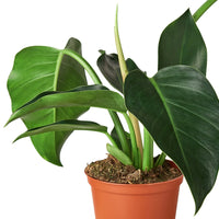 Potted plant with large green leaves on a white background