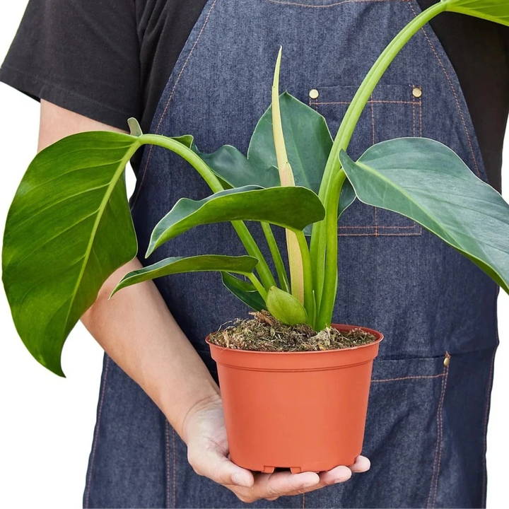 Person wearing a denim apron holding a potted plant against a white background