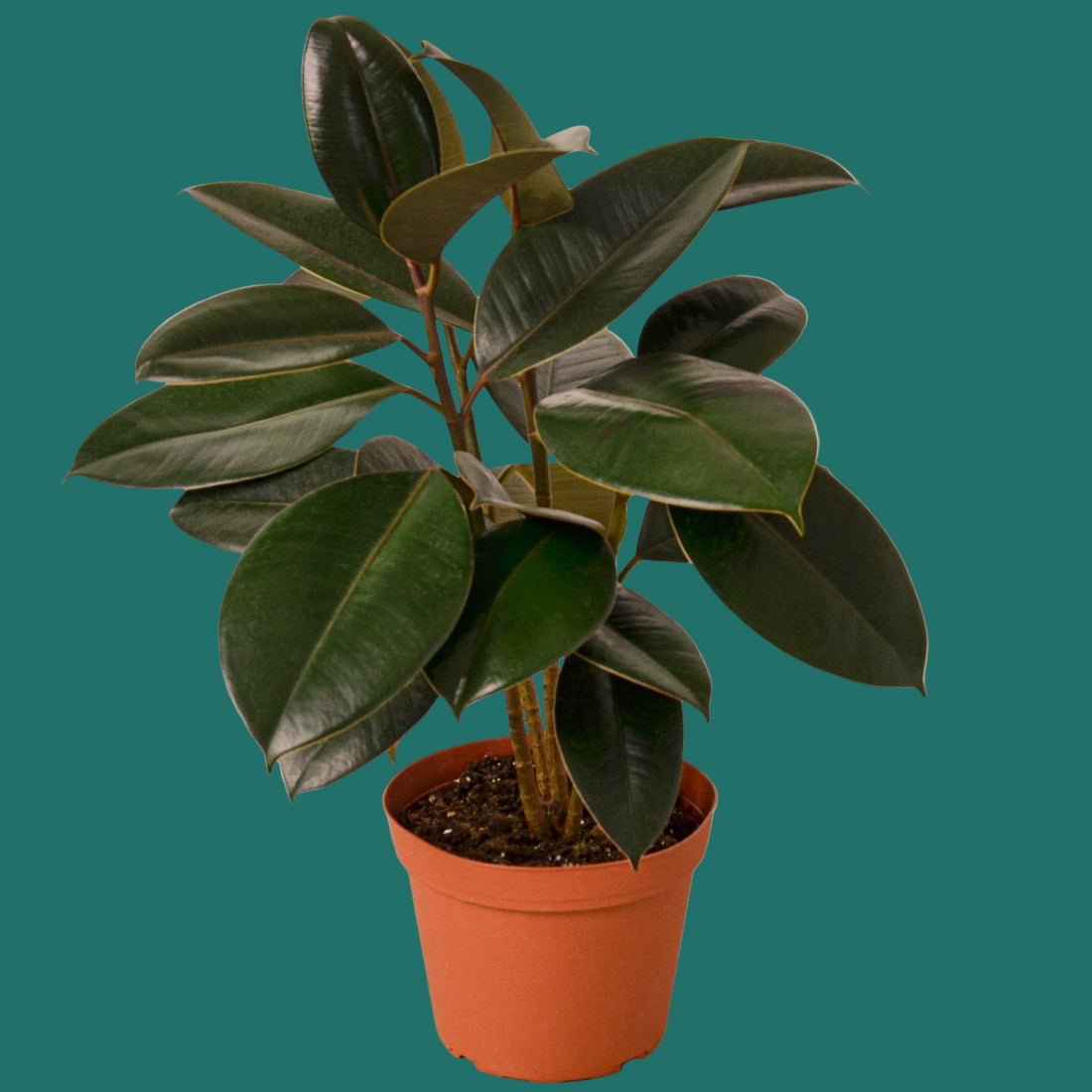 Potted plant with large green leaves on a green background from House of Agave.