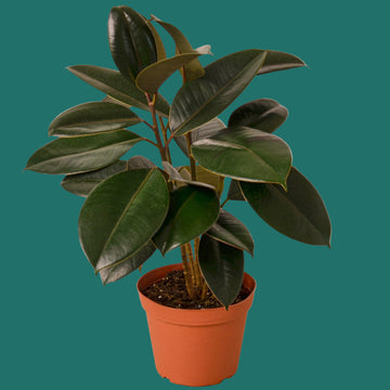 Potted plant with large green leaves on a green background from House of Agave.