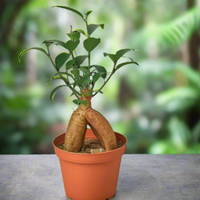 Potted plant with a unique root system 