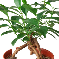 Ficus microcarpa 'Ginseng'