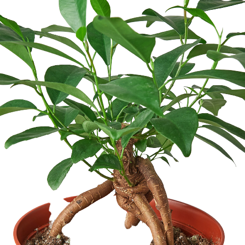 Ficus microcarpa 'Ginseng'