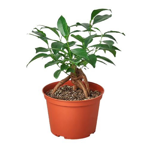 Ficus microcarpa &