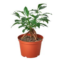 Ficus microcarpa 'Ginseng'