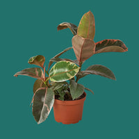 Potted plant with large green leaves on a green background from House of Agave.