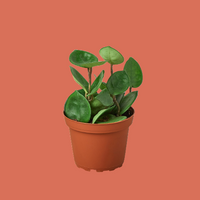 Potted plant with green leaves on a white background
