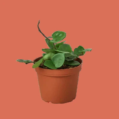 Potted plant with green leaves in a terracotta pot on a white background
