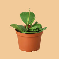 Hoya Kerii 'Sweetheart'