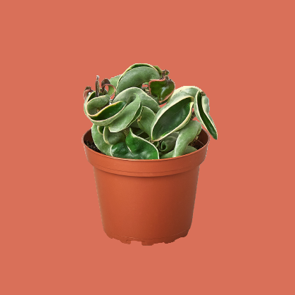 Potted plant with green leaves in a terracotta pot on a peach background from House of Agave.