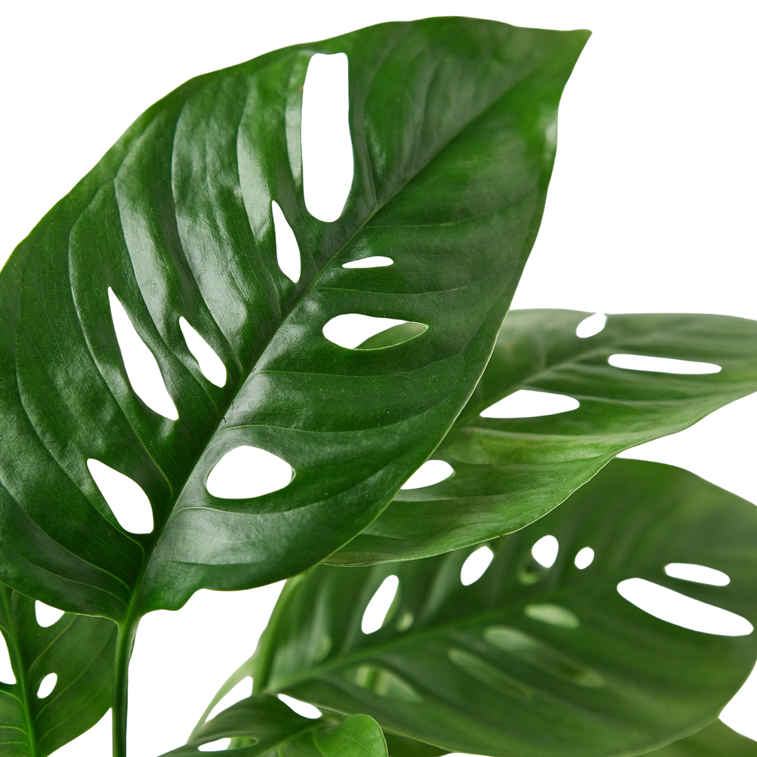 Monstera Adansonii &