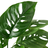 Monstera Adansonii 'Swiss Cheese'