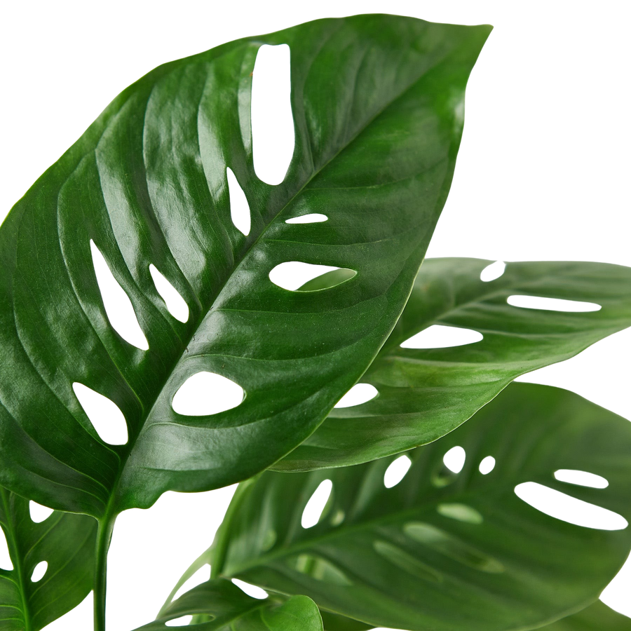 Monstera Adansonii 'Swiss Cheese'