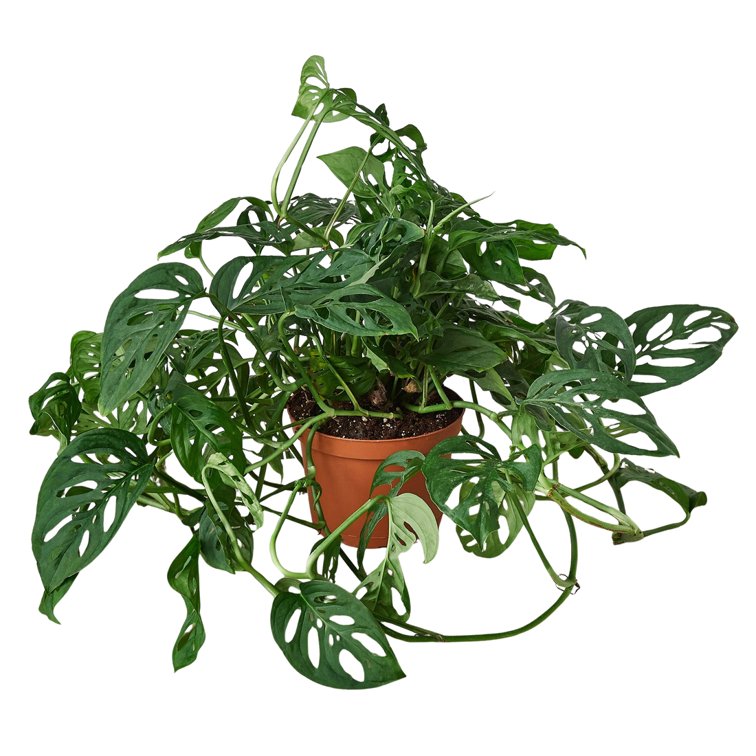 Monstera Adansonii &