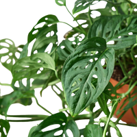 Monstera Adansonii 'Swiss Cheese'