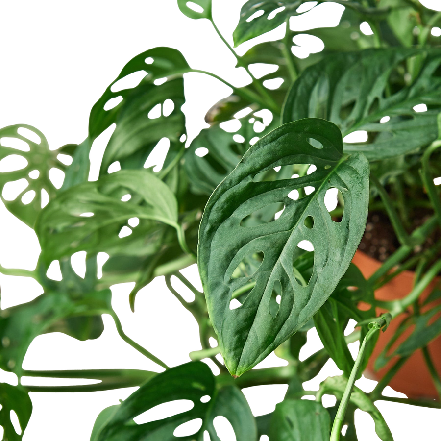 Monstera Adansonii 'Swiss Cheese'