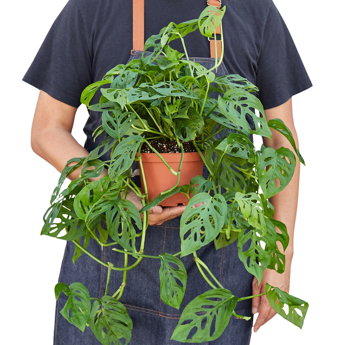 Monstera Adansonii &