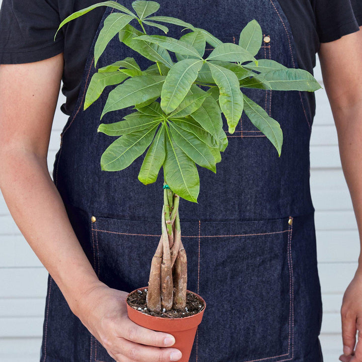 Money Tree 'Guiana Chestnut' Pachira Braid - House Plant Shop
