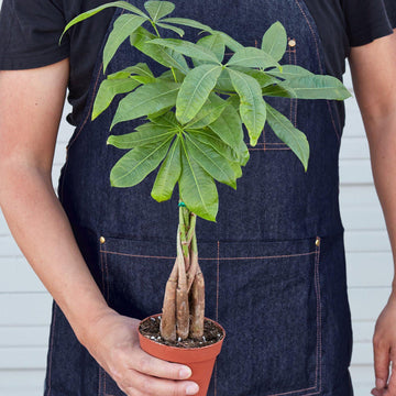 Money Tree 'Guiana Chestnut' Pachira Braid - House Plant Shop
