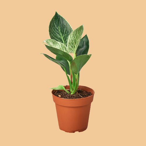 Potted plant with green leaves in a terracotta pot on a peach background from House of Agave.