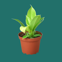 Potted plant with bright neon green leaves on a green background from House of Agave. 