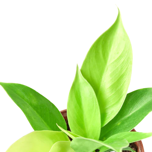 Green leafy plant on a white background