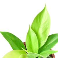 Green leafy plant on a white background