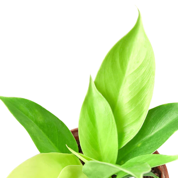 Green leafy plant on a white background