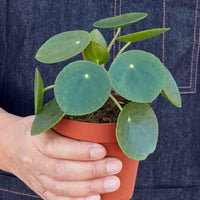Person holding a potted plant with a denim apron from House of Agave.