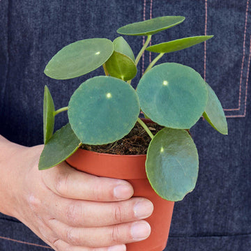 Person holding a potted plant with a denim apron from House of Agave.