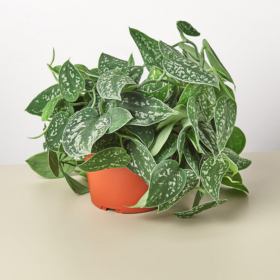 Pothos 'Satin' plant with large silvery green leaves from House of Agave.