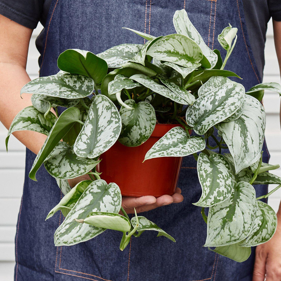 Person holding a potted plant with a neutral background by House of Agave.