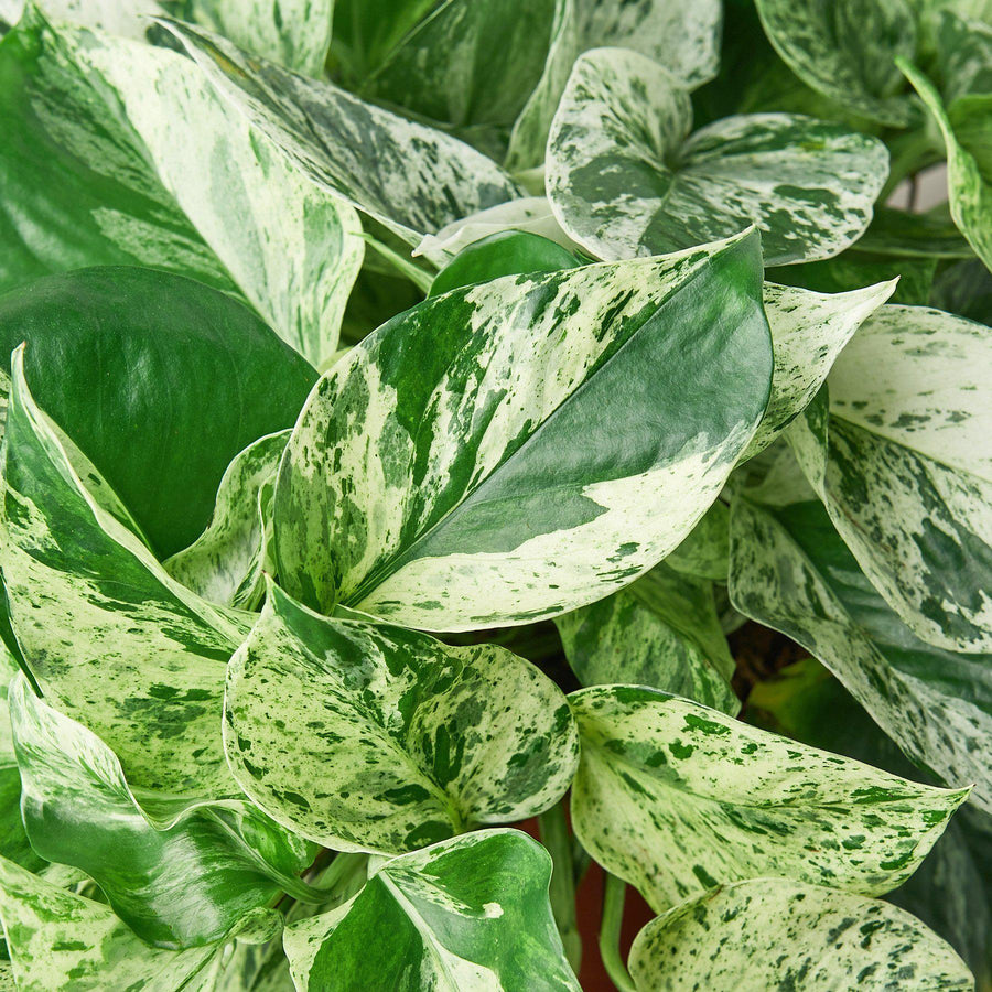 Close-up of a variegated green and white pothos plant from House of Agave.