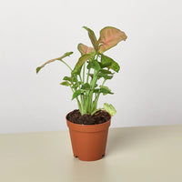 Potted plant with green leaves on a white background