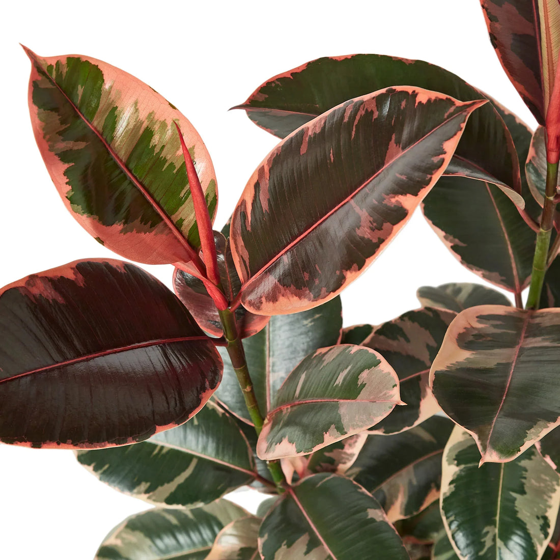 Close-up of a plant with red and green leaves on a light background
