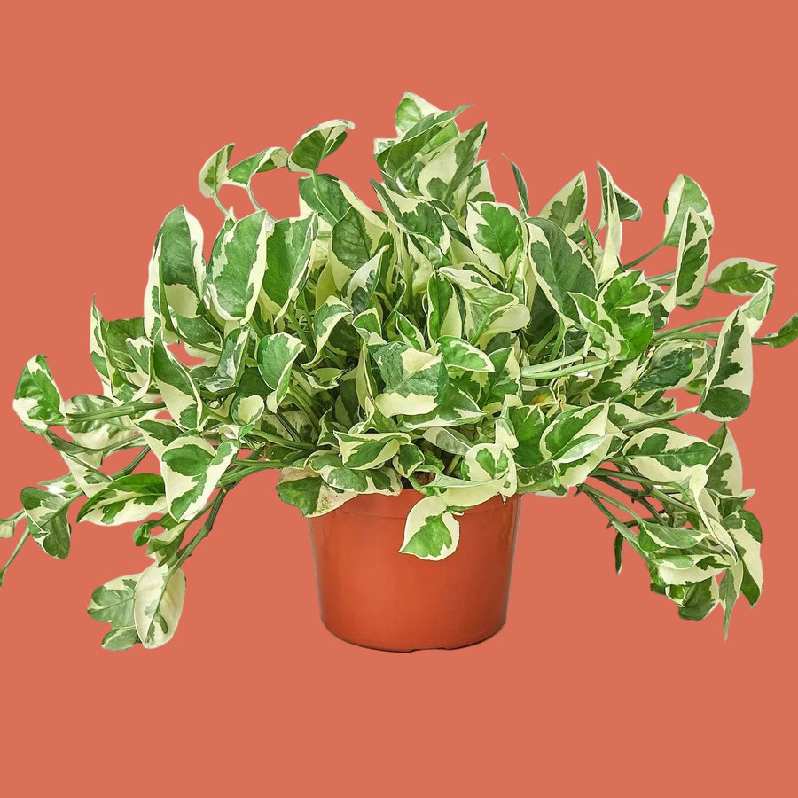 Potted pothos n'joy plant with green and white leaves on a terracotta background from House of Agave.
