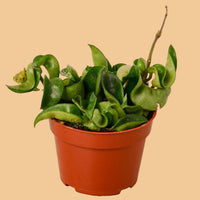 Potted plant with green leaves in an orange pot on a peach background from House of Agave.