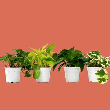 4 Different Pothos Plants in 4" Pots - Live House Plant - House Plant Shop