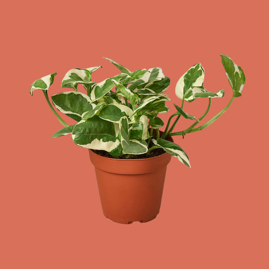 Potted plant with green and white leaves on a terracotta background from House of Agave.