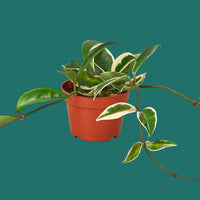 Potted plant with green leaves on a green background from House of Agave.