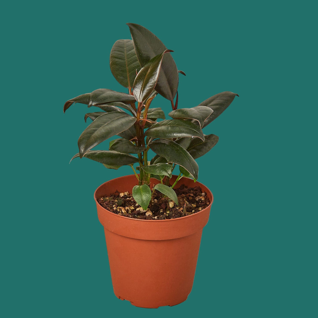 Potted plant with green leaves on a green background from House of Agave.