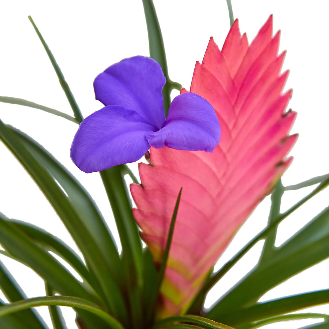 Bromeliad Cyanea &