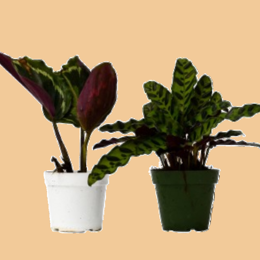 Two potted plants in white and green pots on a peach background by House of Agave.