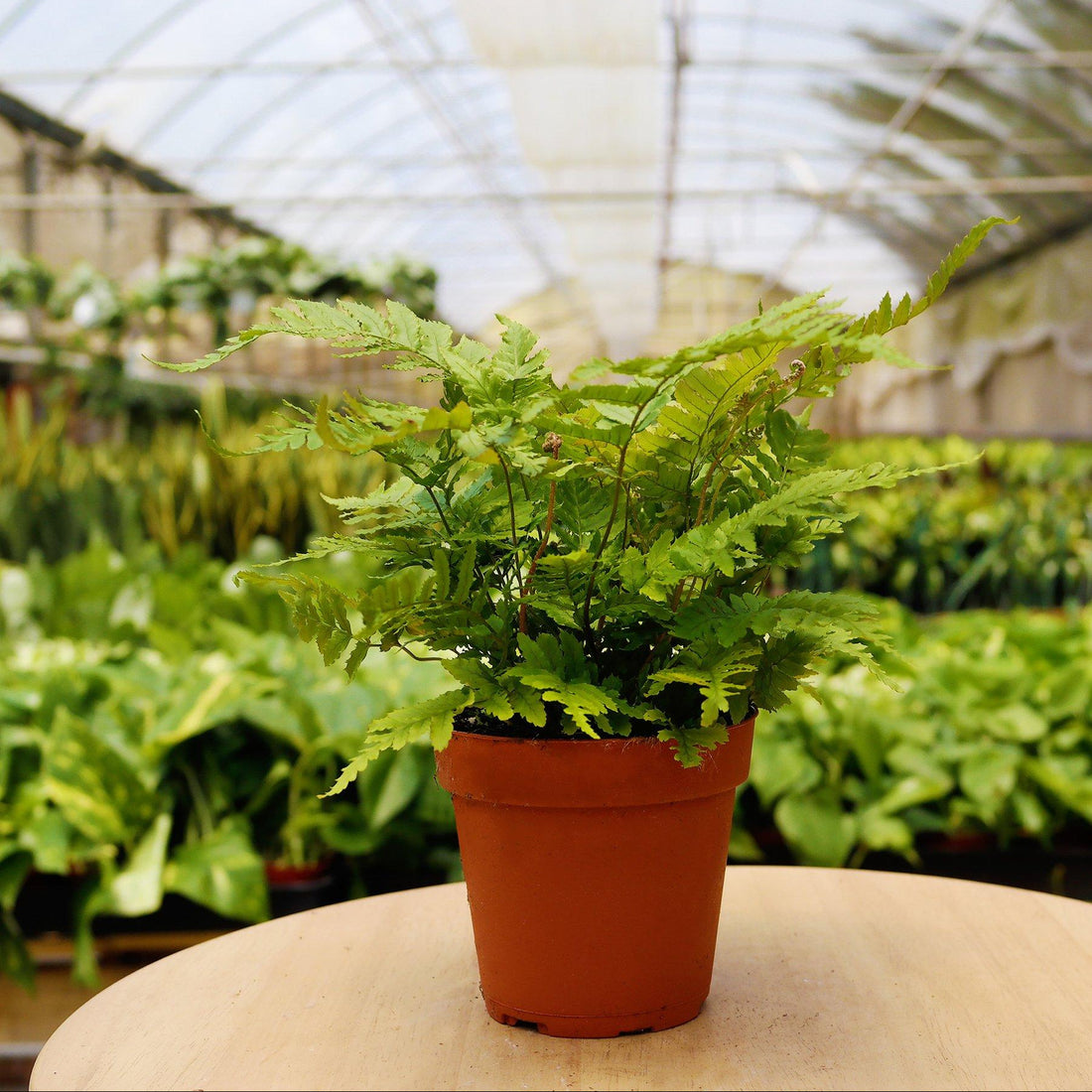 Potted fern plant on a table in a greenhouse setting